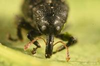 Magdalis flavicornis