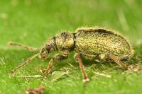 Phyllobius betulinus