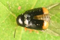 Cryptocephalus chrysopus
