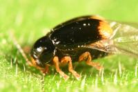 Cryptocephalus chrysopus