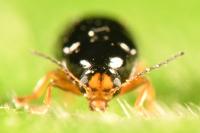 Cryptocephalus chrysopus