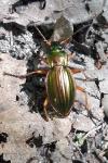 Carabus auratus