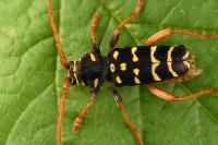 Plagionotus arcuatus