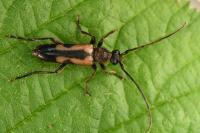 Anoplodera sexguttata