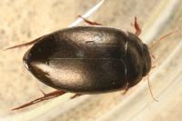 Agabus bipustulatus