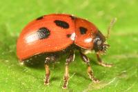 Gonioctena fornicata