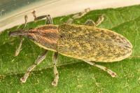 Lixus filiformis