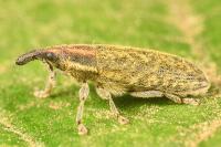 Lixus filiformis