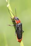 Cantharis fusca