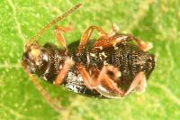 Batophila aerata