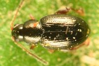 Batophila aerata