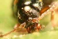 Batophila aerata