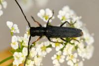 Phytoecia cylindrica