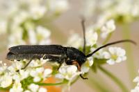 Phytoecia cylindrica