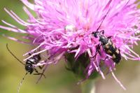 Anoplodera sexguttata