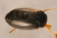 Hydroporus planus