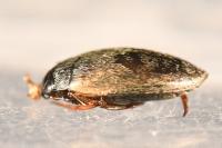 Hydroporus planus