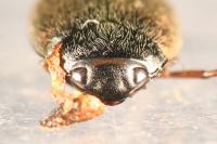 Hydroporus planus