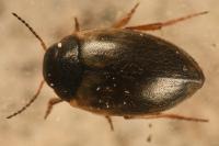 Hydroporus tessellatus