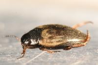 Hydroporus tessellatus