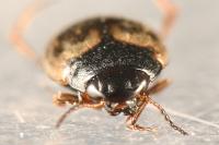 Hydroporus tessellatus