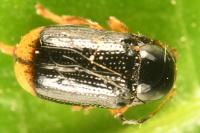 Cryptocephalus chrysopus