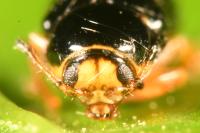 Cryptocephalus chrysopus