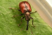 Tatianaerhynchites aequatus