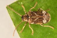 Ptinomorphus imperialis