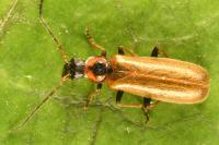 Rhagonycha nigriventris