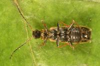 Rhagonycha nigriventris