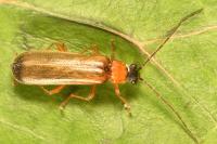 Rhagonycha lutea
