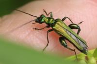 Oedemera nobilis