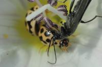 Tytthaspis sedecimpunctata