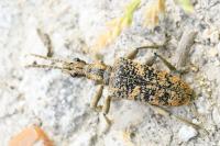 Rhagium sycophanta