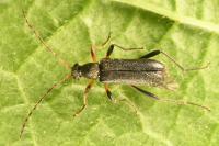 Grammoptera ruficornis