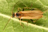 Cantharis figurata