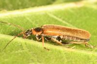 Cantharis figurata