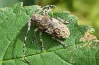 Mesosa nebulosa