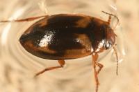 Hydroporus palustris