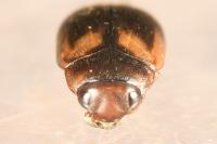 Hydroporus palustris