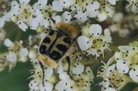 Trichius gallicus