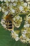 Trichius gallicus