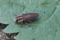 Anthaxia manca