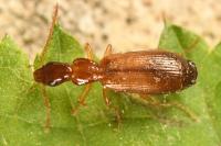 Paradromius linearis