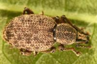 Otiorhynchus veterator