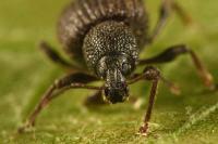 Otiorhynchus rugosostriatus