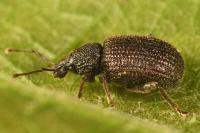 Otiorhynchus rugosostriatus