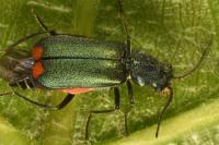 Malachius bipustulatus