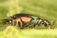 Malachius bipustulatus